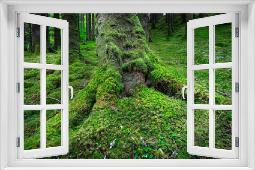 Fototapeta Naklejka Na Ścianę Okno 3D - Tree trunk with roots covered with moss growing on forest floor