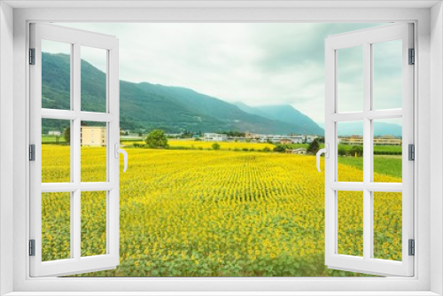 Fototapeta Naklejka Na Ścianę Okno 3D - Sunflower field in the Swiss Alps