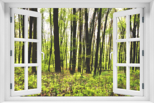 Fototapeta Naklejka Na Ścianę Okno 3D - Bäume