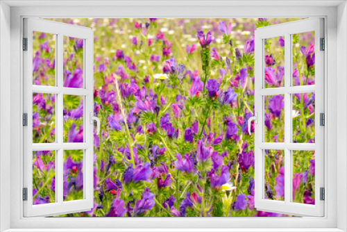 Fototapeta Naklejka Na Ścianę Okno 3D - Morocco, Ifrane, spring flowers bloom. Daisy, lavender, Statice, Mountain Bluet and cornflower.