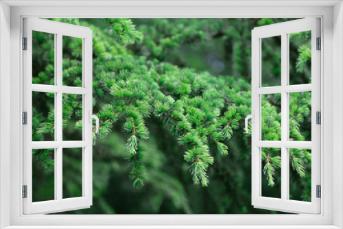 Fototapeta Naklejka Na Ścianę Okno 3D - Hellgrüne Nadeln der Lärche im Frühling