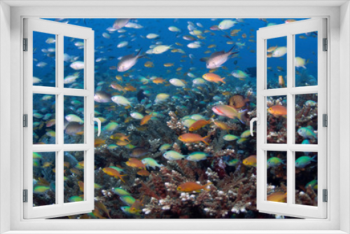Fototapeta Naklejka Na Ścianę Okno 3D - Indonesia, Papua, Raja Ampat. Underwater scenic of fish and coral. Credit as: Jones & Shimlock / Jaynes Gallery / DanitaDelimont.com