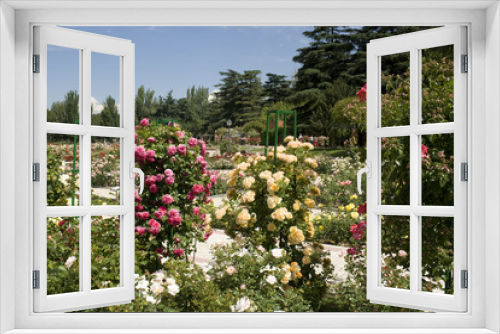 Fototapeta Naklejka Na Ścianę Okno 3D - Rosaleda de Madrid - Springtime in beautiful rose garden