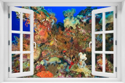 Fototapeta Naklejka Na Ścianę Okno 3D - Pristine Scuba Diving at Tukang Besi/Wakatobi Archilpelago Marine Preserve, South Sulawesi, Indonesia, S.E. Asia