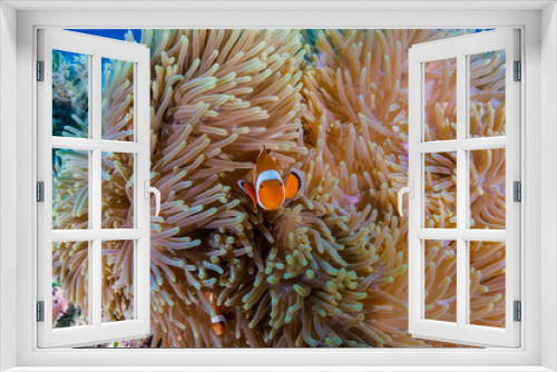 Fototapeta Naklejka Na Ścianę Okno 3D - A family of cute Clownfish on a tropical coral reef in the Philippines