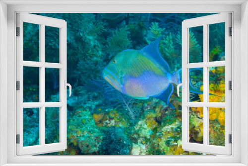 Fototapeta Naklejka Na Ścianę Okno 3D - Northern Bahamas, Caribbean
