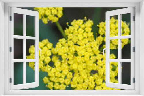 Fototapeta Naklejka Na Ścianę Okno 3D - Canada, British Columbia, Vancouver Island. Spring Gold (Lomatium utriculatum), Cowichan Garry Oak Preserve