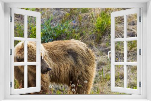 Fototapeta Naklejka Na Ścianę Okno 3D - Canada, Yukon Territory, Destruction Bay. Grizzly bear (Arctos Horribilis) grazing on plants alongside the Alaska Highway