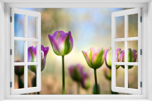 Fototapeta Naklejka Na Ścianę Okno 3D - Colorful, diffused tulips