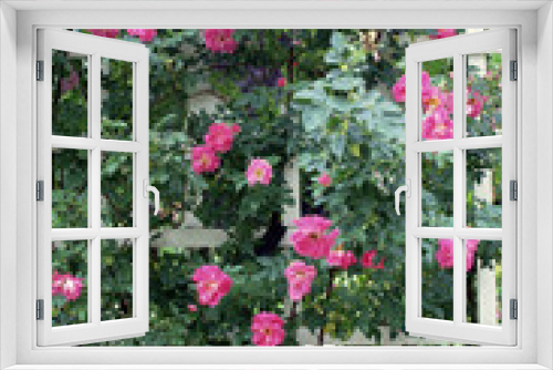 Fototapeta Naklejka Na Ścianę Okno 3D - Garden Rose on Trellis