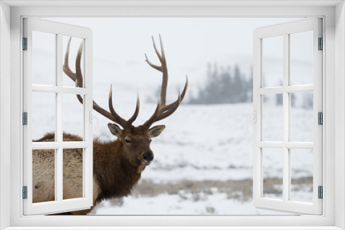 Fototapeta Naklejka Na Ścianę Okno 3D - Rocky Mountain bull elk, winter portrait