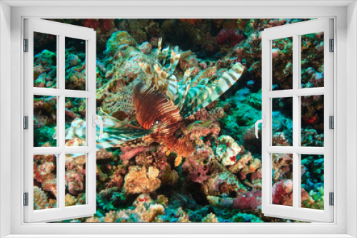 Fototapeta Naklejka Na Ścianę Okno 3D - Lionfish (Pterios volitans), Rainbow Reef near Taveuni Island, Fiji, South Pacific