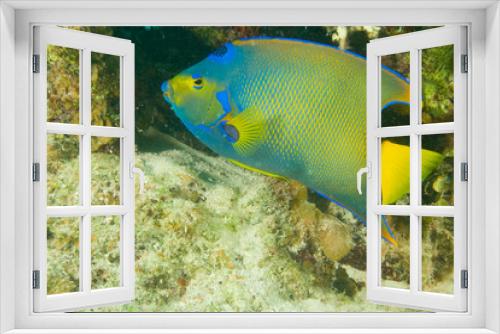Fototapeta Naklejka Na Ścianę Okno 3D - Queen Angelfish (Holacanthus ciliaris) Hol Chan Marine Park, Belize Barrier Reef-2nd Largest in the World 
