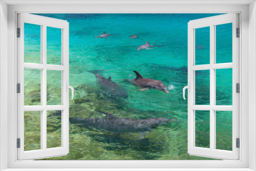 Fototapeta Naklejka Na Ścianę Okno 3D - Bottlenose Dolphins (Tursiops Truncatus), Caribbean Sea, Roatan, Bay Islands, Honduras