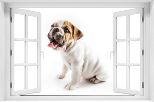 Fototapeta Naklejka Na Ścianę Okno 3D - Puppy bulldog dog with white background