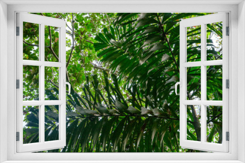 Fototapeta Naklejka Na Ścianę Okno 3D - In the upper amazon jungle, on a trail from the Maranon River, one finds these palm trees.