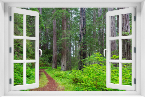 Fototapeta Naklejka Na Ścianę Okno 3D - California, Del Norte Coast Redwoods State Park, Damnation Creek Trail and Redwood trees
