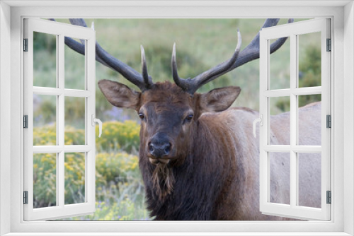 Fototapeta Naklejka Na Ścianę Okno 3D - North America - USA - Colorado - Rocky Mountain National Park. Wapiti (American elk) - Cervus elaphus nelsoni