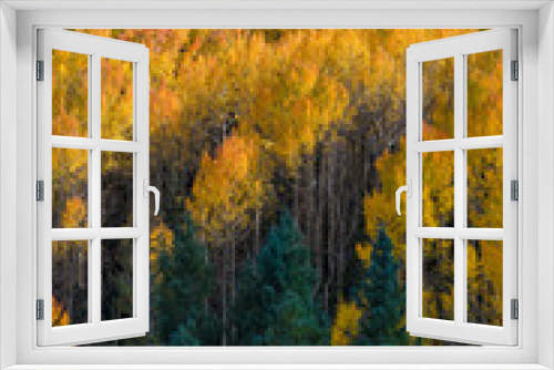 Fototapeta Naklejka Na Ścianę Okno 3D - Usa, Colorado. Autumn yellow aspen and fir in the Uncompahgre National Forest.