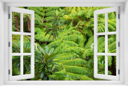 Fototapeta Naklejka Na Ścianę Okno 3D - Tree ferns, (Cibotium glacum) forest, Volcano, Hawaii