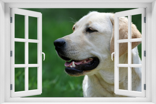 Fototapeta Naklejka Na Ścianę Okno 3D - Portrait of dog