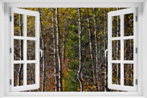 Fototapeta Naklejka Na Ścianę Okno 3D - Aspens, Autumn, White River Area, Wenatchee National Forest, Washington State, USA.