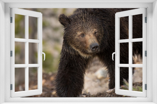 Fototapeta Naklejka Na Ścianę Okno 3D - USA, Wyoming, Yellowstone National Park. Close-up of grizzly bear. 