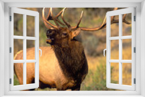 Fototapeta Naklejka Na Ścianę Okno 3D - USA, Wyoming, Yellowstone National Park. Wild elk bugling during mating season. 