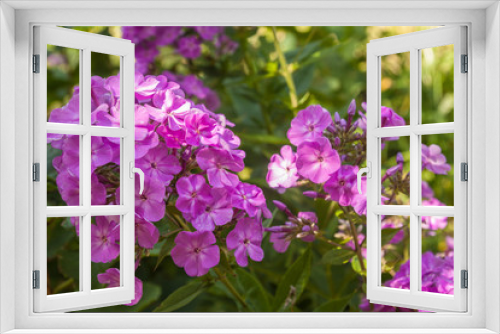 Fototapeta Naklejka Na Ścianę Okno 3D - Blooming purple phlox