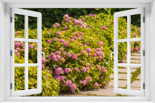 Fototapeta Naklejka Na Ścianę Okno 3D - Pink  hydrangea hydrangea summer day