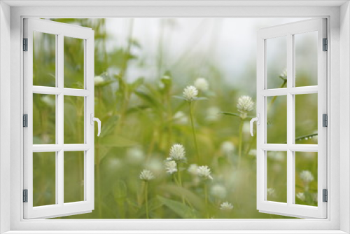 Fototapeta Naklejka Na Ścianę Okno 3D - selected of focus white flower on blurred of nature background