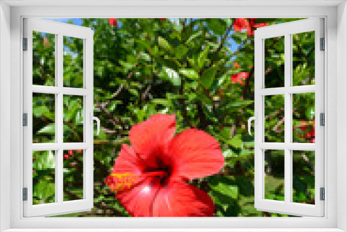 Fototapeta Naklejka Na Ścianę Okno 3D - Hibiskus (Hibiscus)