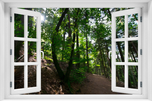 Fototapeta Naklejka Na Ścianę Okno 3D - Wald in der Nähe des Haut Barr in Saverne in den Vogesen