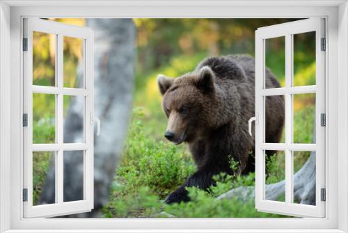 Fototapeta Naklejka Na Ścianę Okno 3D - European brown bear (Ursus arctos) in forest