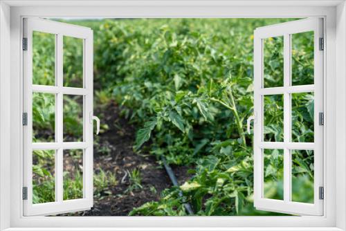 Fototapeta Naklejka Na Ścianę Okno 3D - Flowering Tomatoes Closeup on Summer Field Healthy Eating