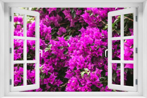 Fototapeta Naklejka Na Ścianę Okno 3D - Magenta colored Bougainvillea flowers on Sardinia