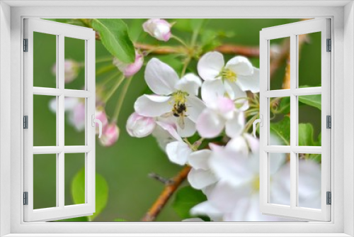 Fototapeta Naklejka Na Ścianę Okno 3D - spring bloom