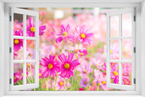 Fototapeta Naklejka Na Ścianę Okno 3D - Soft, selective focus of Cosmos, blurry flower for background, colorful plants