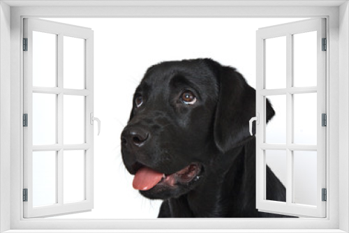 Fototapeta Naklejka Na Ścianę Okno 3D - Dog breed black labrador puppy with pink tongue portrait  on white background