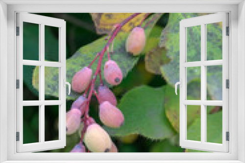 Fototapeta Naklejka Na Ścianę Okno 3D - colorful pink-yellow berries on the background of spotty leaves