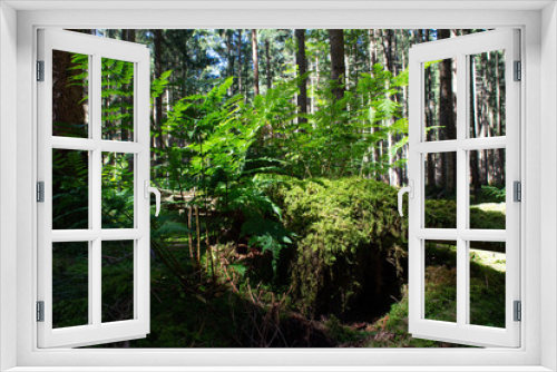 Fototapeta Naklejka Na Ścianę Okno 3D - Pilze und Farne in Bayrischen Wäldern