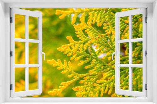 Fototapeta Naklejka Na Ścianę Okno 3D - April thuja decorative shrub foliage, abstract background, selective focus