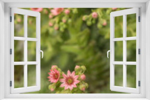 Fototapeta Naklejka Na Ścianę Okno 3D - Sedum Blüten