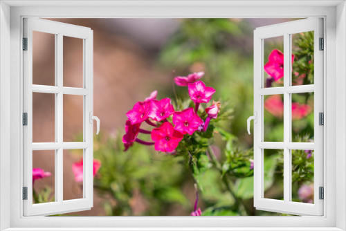 Fototapeta Naklejka Na Ścianę Okno 3D - Flowers and bees