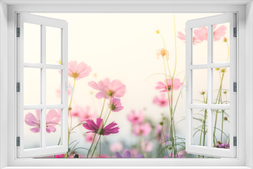 Fototapeta Naklejka Na Ścianę Okno 3D - Soft, selective focus of Cosmos, blurry flower for background, colorful plants