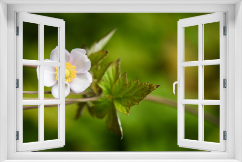 Fototapeta Naklejka Na Ścianę Okno 3D - Sylvestris flower