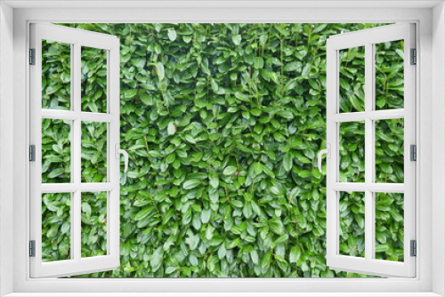 Fototapeta Naklejka Na Ścianę Okno 3D -  Evergreen hedge, laurel cherry hedge, prunos laurocerasus.   Green leaves background, closeup,  texture