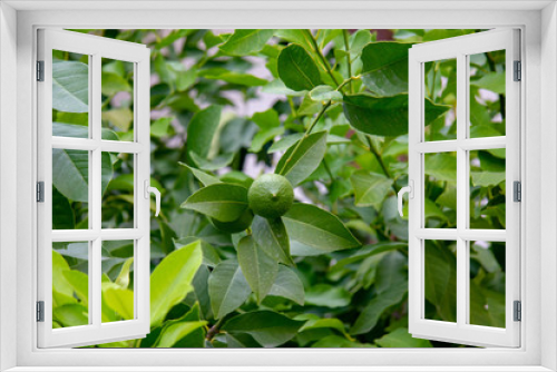Fototapeta Naklejka Na Ścianę Okno 3D - green lemon in the garden