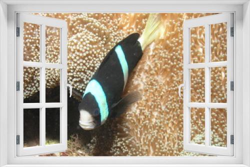 Fototapeta Naklejka Na Ścianę Okno 3D - Clark's Anemonefish (Amphiprion clarkii)