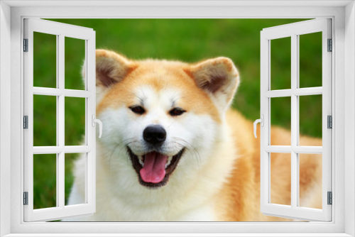 Fototapeta Naklejka Na Ścianę Okno 3D - Dog breed Akita Inu